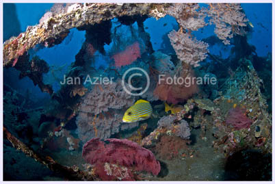 tulamben wreck